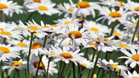 Camomille - field, camomille, flowers, garden