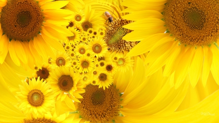 Sunflowers Bees - sunflower, autumn, collage, blooms, summer, gold, honey, fall, bee, yellow, blossoms, flowers