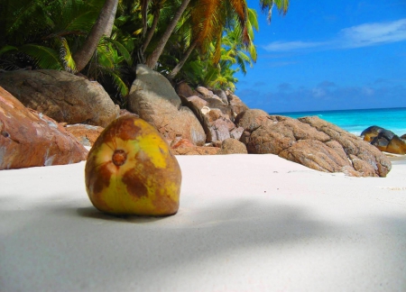 Coconut on a Tropical Beach - beach, aqua, paradise, white, polynesia, desert, sand, ocean, palm trees, islands, tropical, exotic, coconut, beautiful, blue, island, south pacific, sea