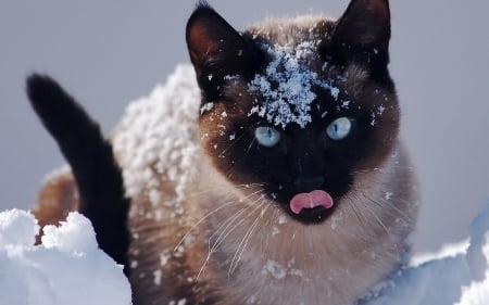 Cat In Snow