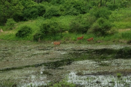 Deers - lake, field, forest, deers