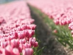 Pink Tulips