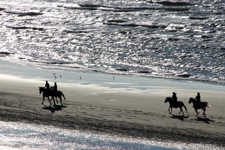 *Silver Black - Horseback Riding* - horses, paardrijden, paard, riding, paarden, Horse, wallpaper, paard rijden