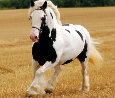 GYPSY BLUE - eyed, horse, blue, gypsy