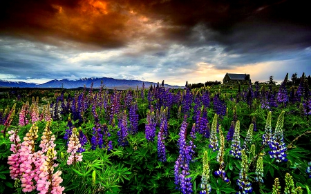 LUPIN MEADOW - clouds, house, nature, mountain, lupins, sky