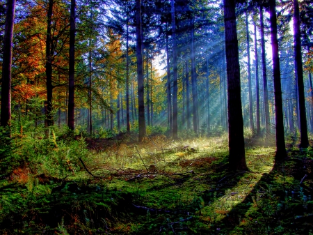 FOREST SUNLIGHT - sunlight, nature, rays, autumn, forest