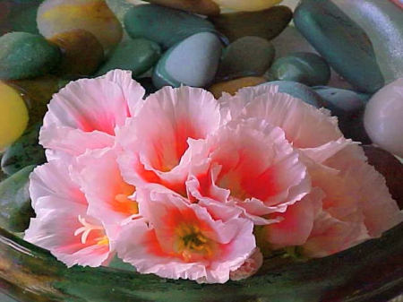 Petals and pebbles - flowers, pebbles, tulips, pink