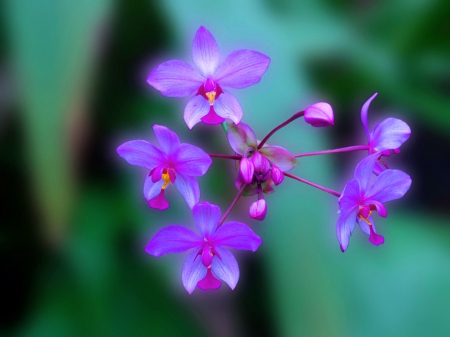 Sweet purples - purple, tiny, flowers, stem