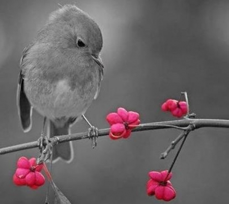 grey bird - beauty, grey, pink, photo, bird