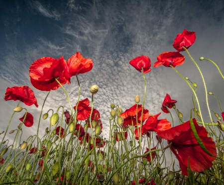 *** Poppies flowers *** - flowers, red, flower, nature