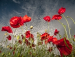 *** Poppies flowers ***