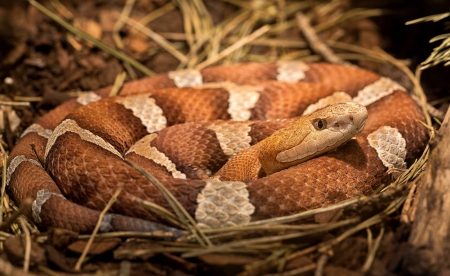 *** Viper *** - animal, animals, brown, viper