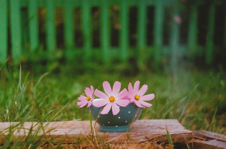 Summer - flower, pink, nature, soft