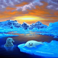 âœ«Arctic Sealsâœ«