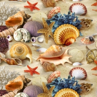 Corals and Shells