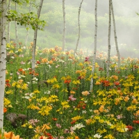 Forest of bright flowers and trees