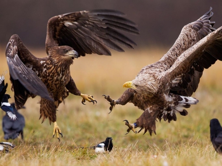 Eagles' attack - attack, birds, predators, eagle, nature, hunting, fight, animals, wildlife, wild, wallpaper