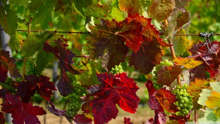 Fall frenzy - fall, wallpaper, grape, harmest, nature, hd, autumn