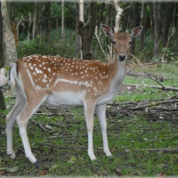 Deer Profile