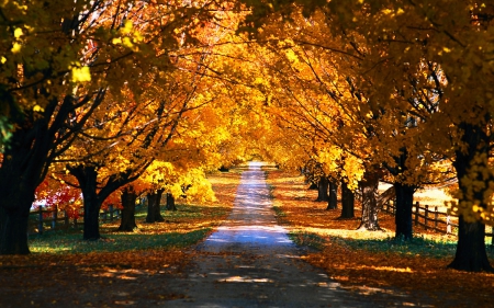 Autumn Path - fence, trees, sunlight, shadows, leaves, colors