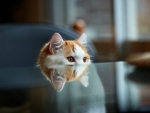 Cute cat