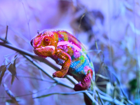 Colored chameleon - colored, reptiles, animals, chameleon