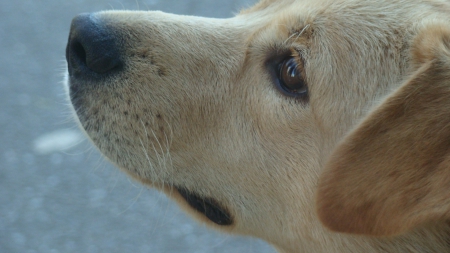 Dog - dog, doggy, dogeye, labrador