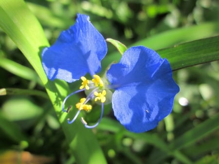 Wild Blue Flower - flowers, nature, macro, close up photography