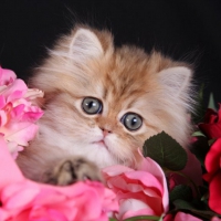 kitty with a flowers