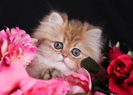 kitty with a flowers