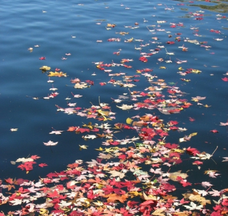 Autumn Season - fall leaves, nature, water, autumn