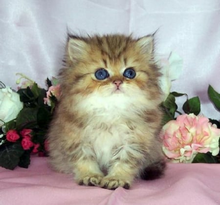 kitty with a flowers