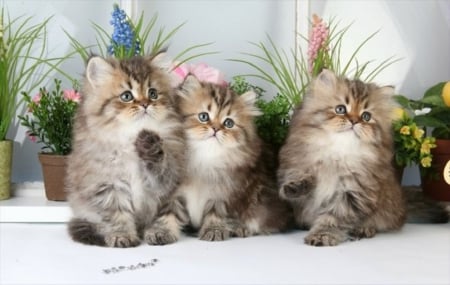 cute fluffy trio - trio, fluffy, animals, cats