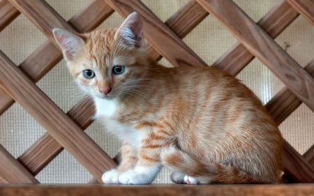 Cat - sleepy, cute, beautiful, cat, sleeping, kitty, cats, hat, cat face, paws, face, animals, pretty, beauty, sweet, kitten, lovely