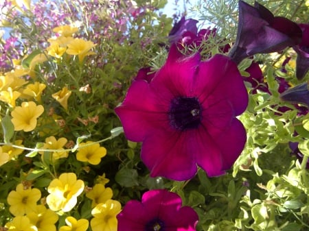 Baths hanging Baskets - flowers, plants, hanging baskets, bath