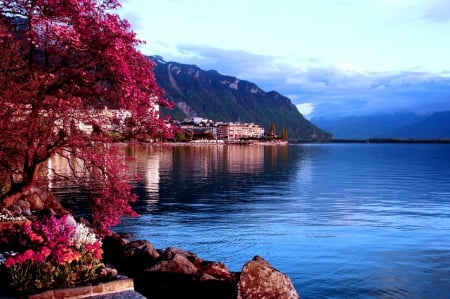 Miracle tree on the shore of Lake Geneva - image, lake, expression, color, new, wallpaper