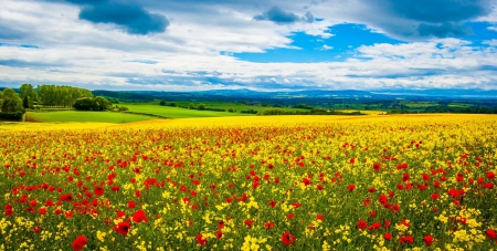 *** Field *** - sky, meadow, field, nature, blue