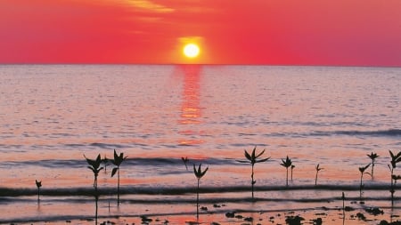 superb sunset - sunset, beach, red, sapling, sea