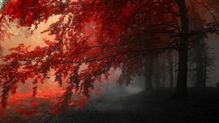 mystical frest - forest, fog, red, atumn