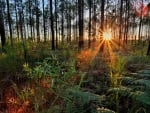 sun rays through a forest