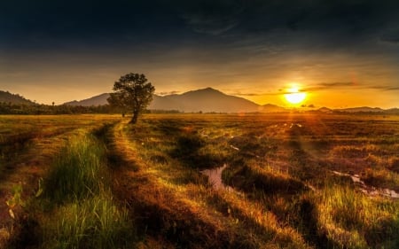 gorgeous sunset over saturated fields - wet, fields, tree, sunset