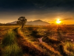 gorgeous sunset over saturated fields