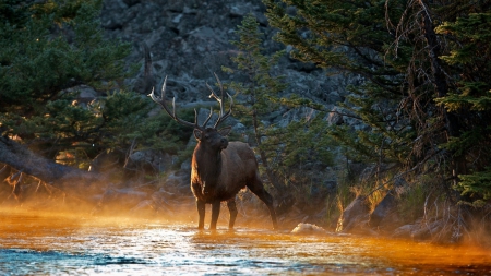 Deer river mountains - cerb, toama, rau, mandru