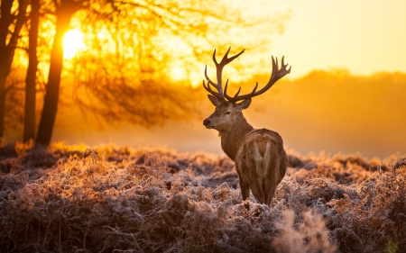 Autumn Time - toamna, inghet, primul, tarzie