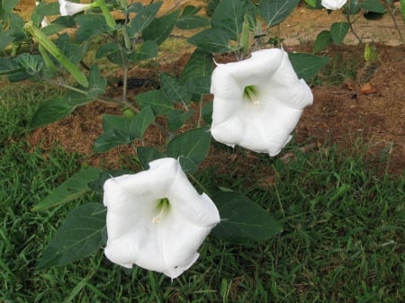 Datura (aka Angel's Trumpet - flowers, garden, nature, annuals