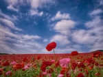 *** Red poppies ***