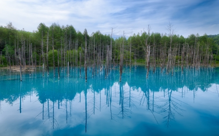 *** Forest of the blue lake *** - sky, lake, forest, nature, blue