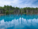 *** Forest of the blue lake ***