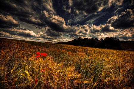 *** Field *** - flowers, field, nature, meadow