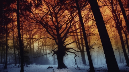 forest in winter - winter, forest, fog, trunks